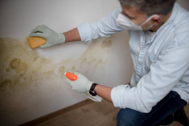 Best Residential Mold Remediation in Rockville, CT